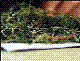 Marihuana