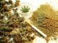 Drogy marihuana02