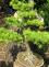 bonsai5.JPG