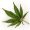 marihuana.jpg
