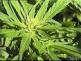 marihuana.jpg