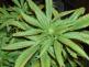 Marihuana.JPG
