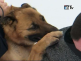 Psovodi.png