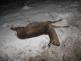 sražená srna - zima