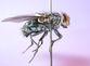 Eentomologie