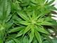 Marihuana náhled