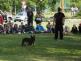 Policejní psovodi předvedli výcvik čtyřnohých pomocníků