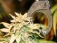 Marihuana a pouta