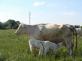 ilustrační foto net charolais.jpg