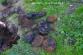 Pyrotechnická služba 2012