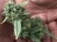 Konopí