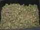 marihuana - palice.JPG