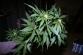 Marihuana_Modřice (7).jpg