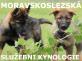 IKONA-SLUZ-KYNOLOOGIE.jpg