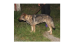 1 1.png