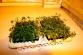 marihuana říjen 2016 Hradecko