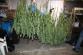 marihuana_suší_se_1.jpg