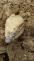 puma_Nebovidy