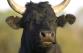 830x532_taureau-camargue.jpg