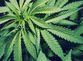3 Marihuana.jpg