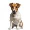 Jack Russell Teriér