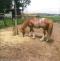 Welsh Pony.JPG