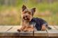 yorkshire-terrier-sitting-on-decking.jpg