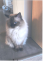 kocour.png