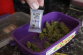 Marihuana 2.png