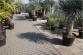 Tropické rostliny 1.