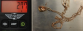 Zajištěné zlato_1.png