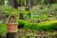 forest-5635678_1280.jpg