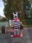 Zebra na kladensku