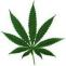 marihuana.bmp