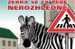 Zebra.jpg