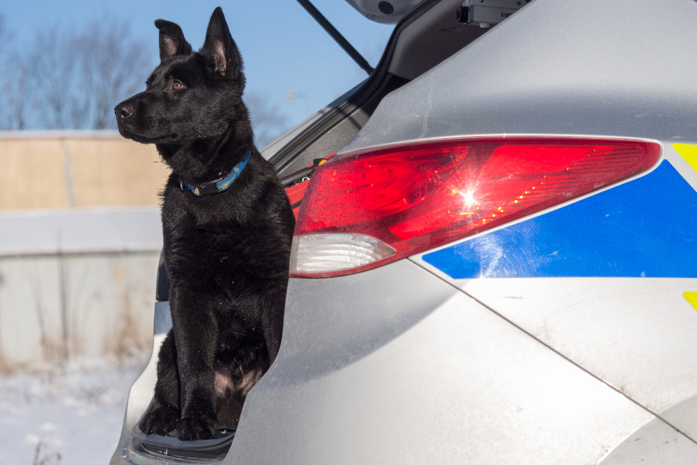 1 Gripen.jpg