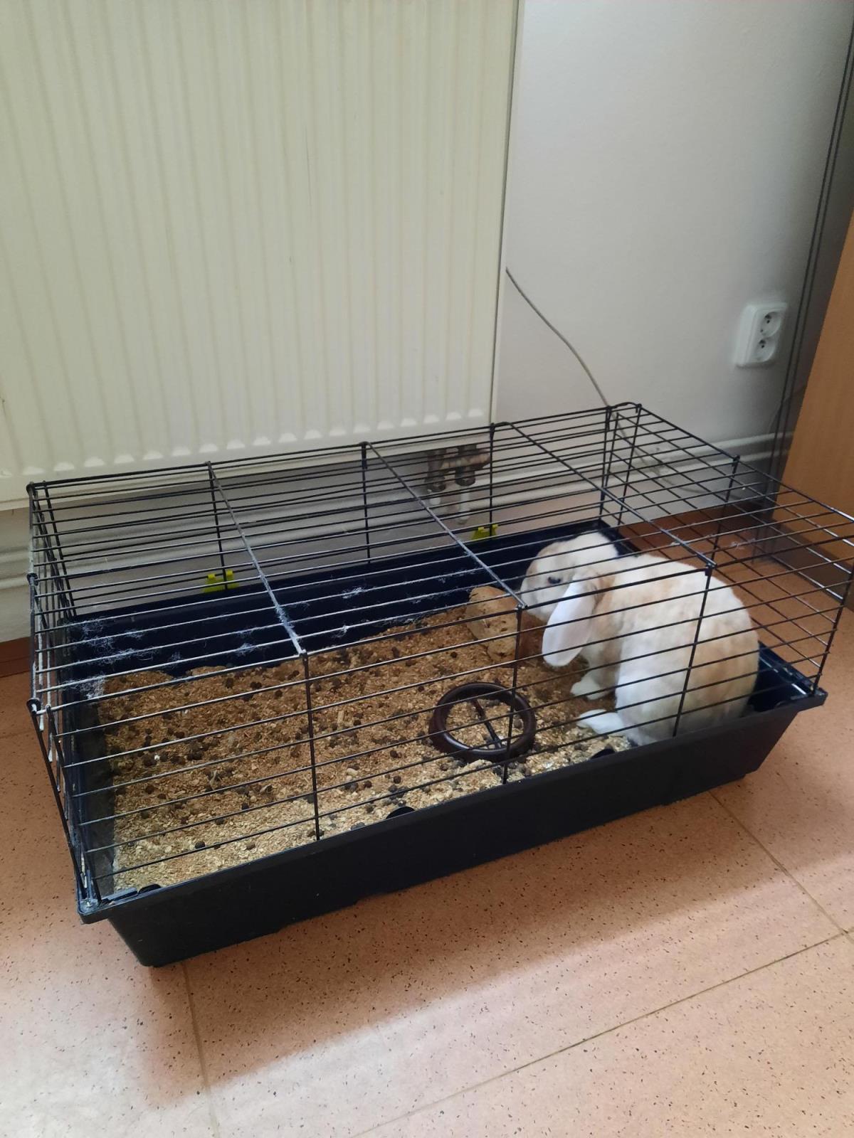1 foto králík.jpg