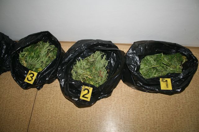 1 marihuana Uhersky Ostroh