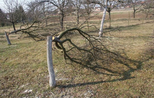 1 porezane stromy Mikovice