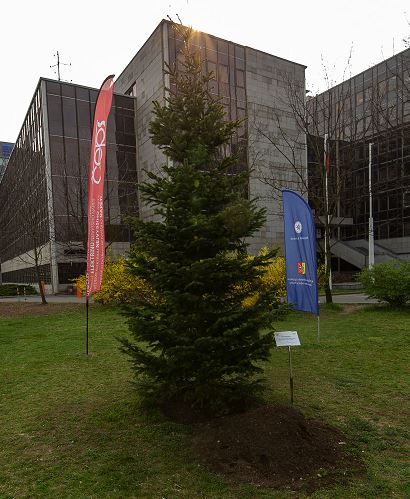 1 strom spolupráce.JPG