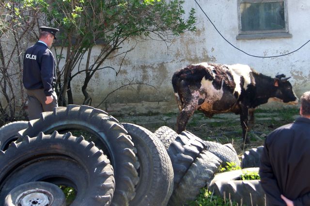 10 asistence farma Brestek
