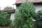 2 marihuana Kostelany