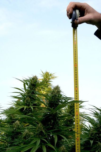 2 marihuana Ostrozska Nova Ves