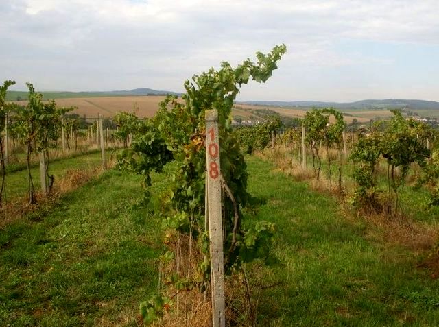 2 vinohrad Tupesy