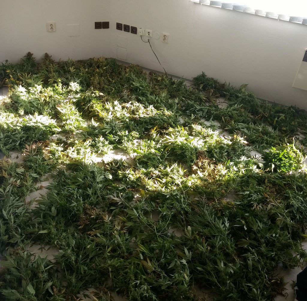 3 marihuana2.jpg