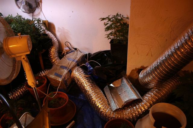 3 pestirna marihuany a varna pervitinu