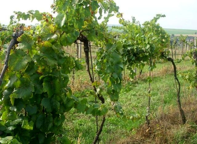 3 vinohrad Tupesy