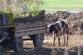 4 asistence farma Brestek