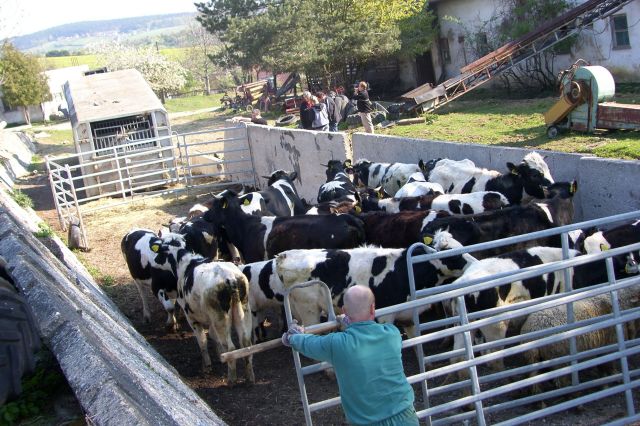 8 asistence farma Brestek