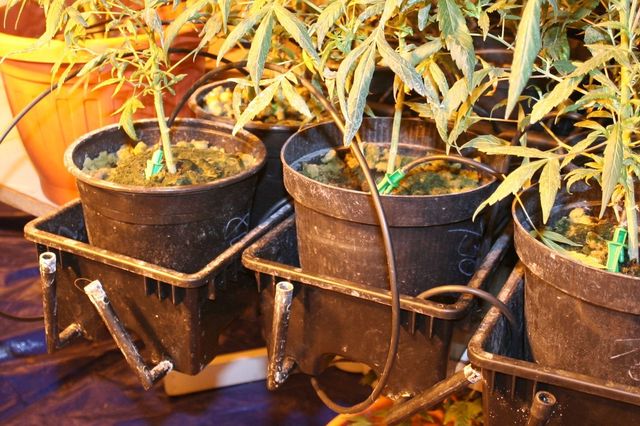 8 pestirna marihuany a varna pervitinu